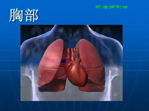 《断层解剖学胸部》PPT课件