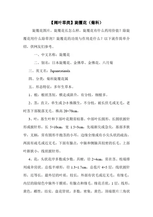 【阔叶草类】旋覆花(菊科)