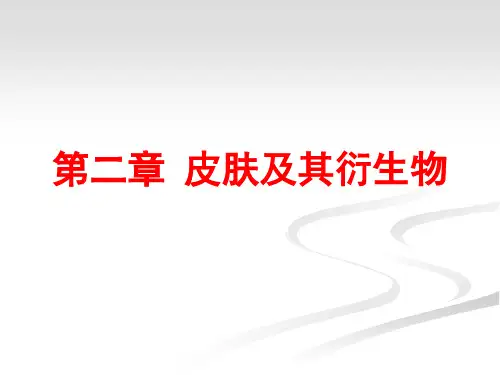 2.皮肤及其衍生物