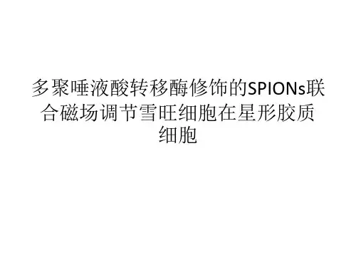 多聚唾液酸转移酶修饰的SPIONs联合磁场调节雪旺细胞在星形胶质细胞
