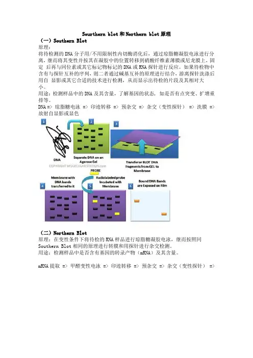 Sourthern blot和Northern blot原理