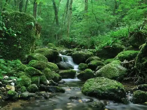 七年级生物藻类苔藓和蕨类植物