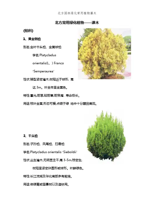 北方园林绿化常用植物灌木