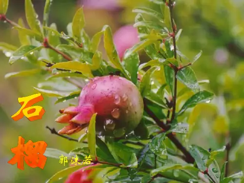 《石榴》课件