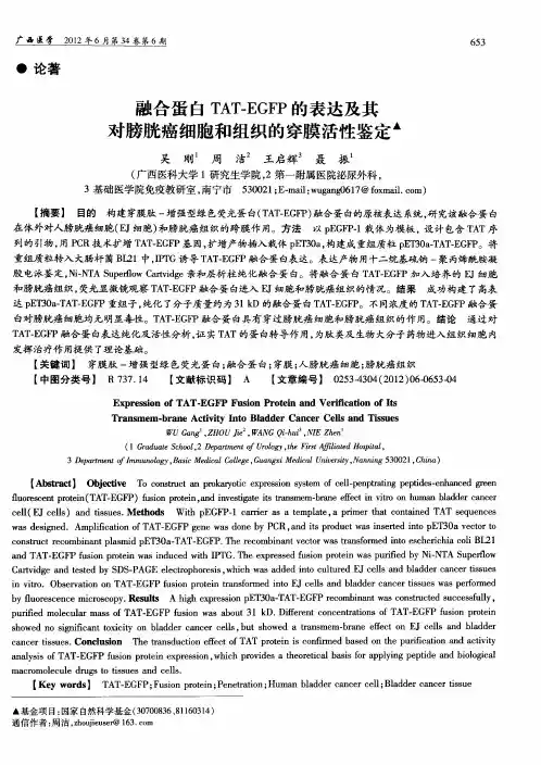 融合蛋白TAT-EGFP的表达及其对膀胱癌细胞和组织的穿膜活性鉴定