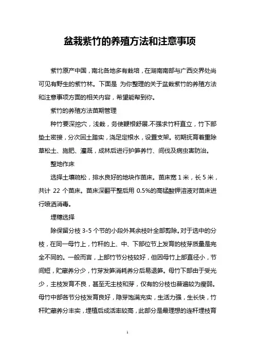 盆栽紫竹的养殖方法和注意事项