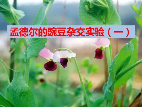 人教版高一生物必修二课件：1.1孟德尔的豌豆杂交实验一 (共33张PPT)