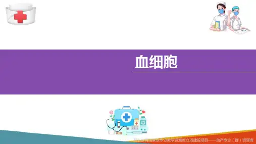 血细胞的生成及造血器官 血细胞