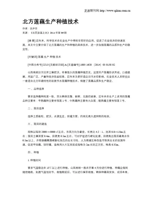 北方莲藕生产种植技术
