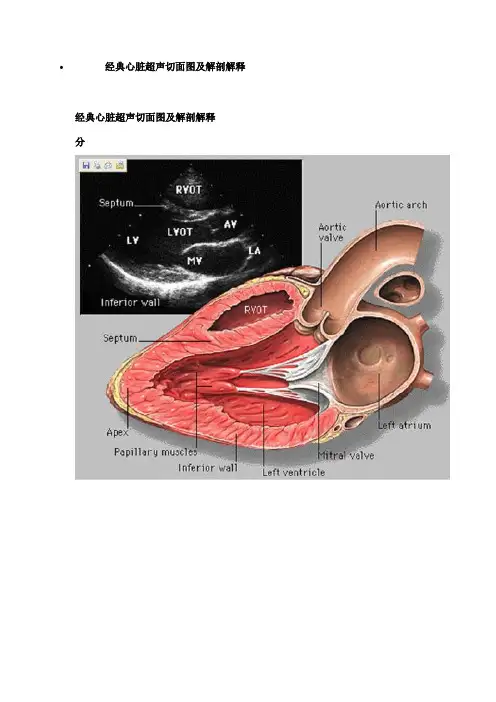 心脏超声切面图及解剖解释