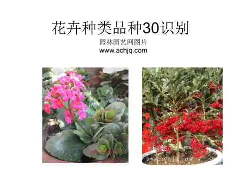 花卉识别图