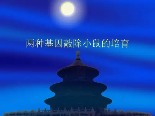 两种基因敲除小鼠的培育