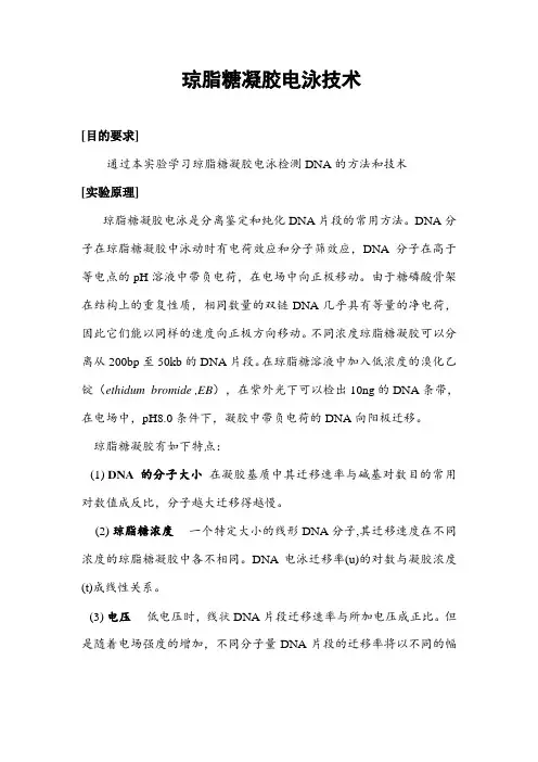 琼脂糖凝胶电泳技术