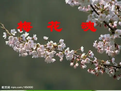 《梅花魂》PPT教学课件一
