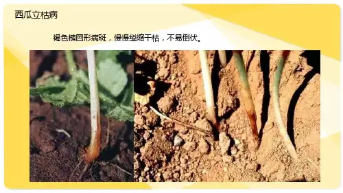 西瓜常见病害防治培训课件