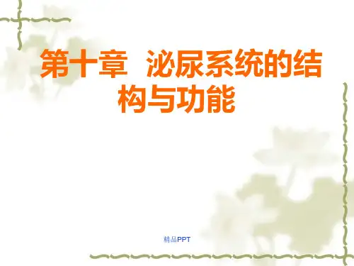 第十章 泌尿系统的结构与功能