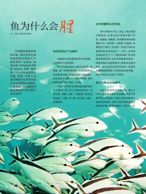 鱼为什么会腥