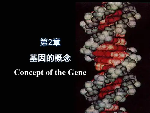 基因的概念
