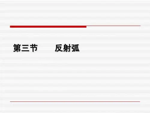 反射弧