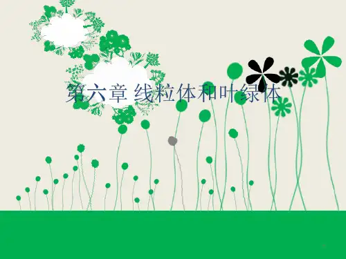 细胞生物学 线粒体和叶绿体ppt课件