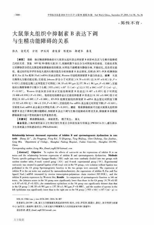 大鼠睾丸组织中抑制素B表达下调与生精功能障碍的关系解析