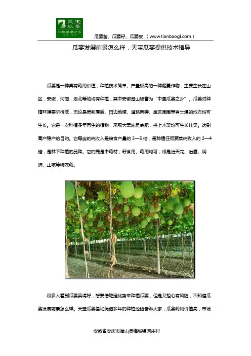 瓜蒌发展前景怎么样,天宝瓜蒌提供技术指导