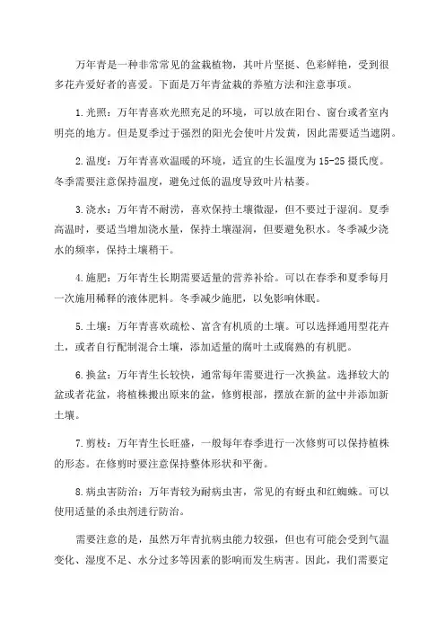 万年青盆栽的养殖方法和注意事项