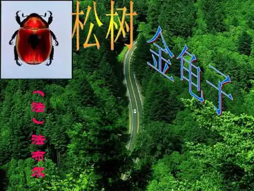 十六、《松树金龟子》法布尔20130512