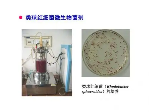 2010_类球红细菌养蟹