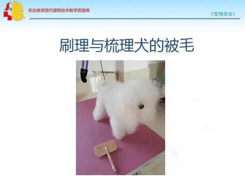 刷理与梳理犬的被毛解读