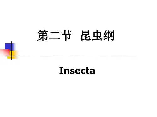 昆虫