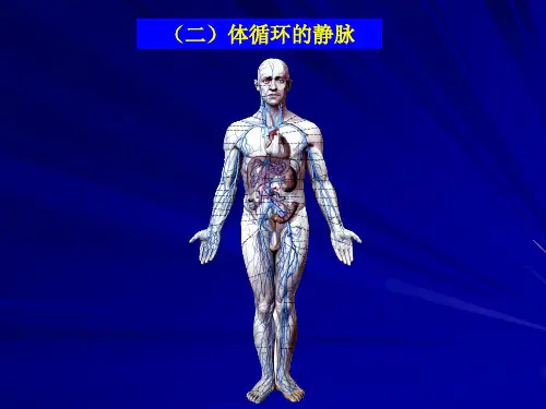 解剖生理学基础—第六章-循环系统资料