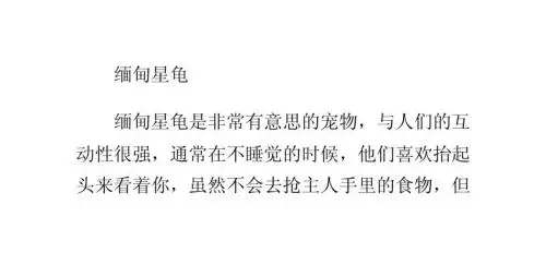 缅甸星龟的护理知识