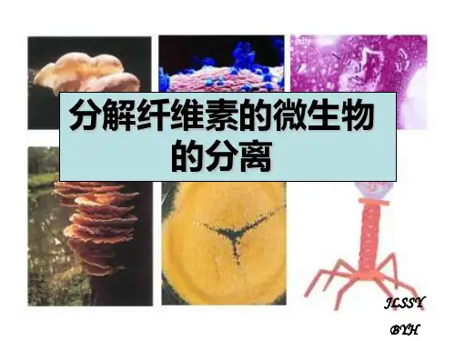 分解纤维素的微生物的分离