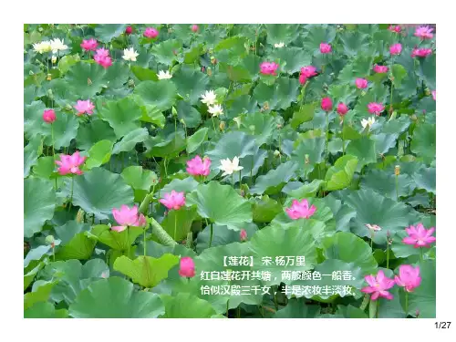 咏荷诗之莲花【宋】杨万里