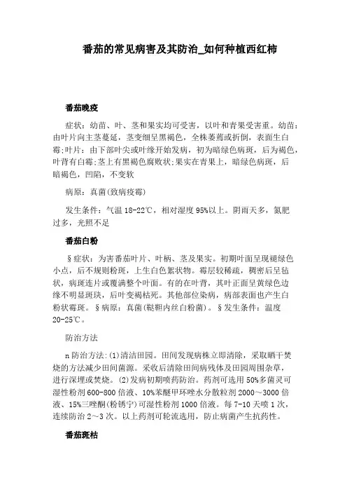 如何种植西红柿