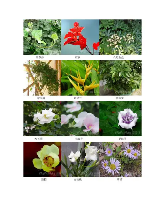 常见花卉名称图片