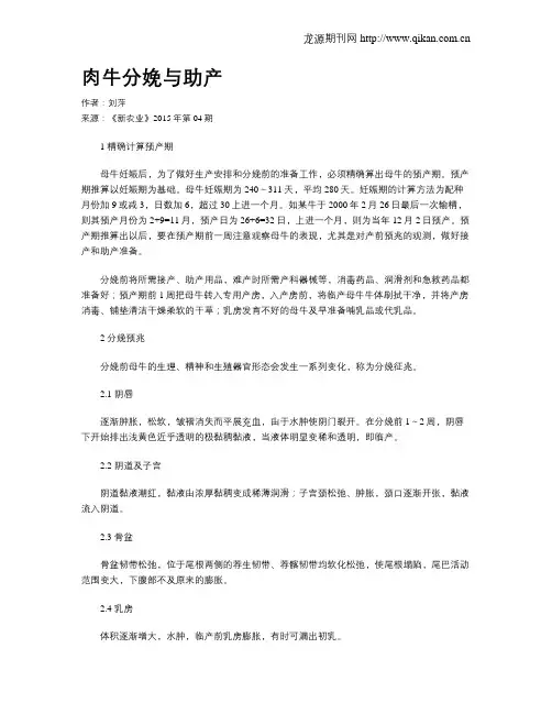 肉牛分娩与助产