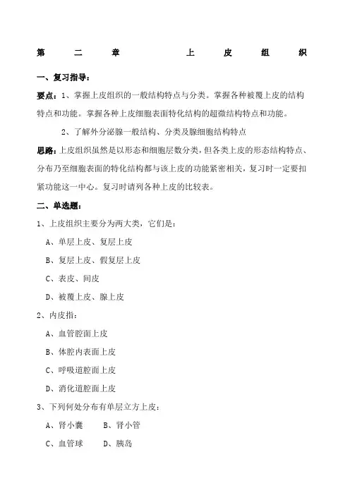 上皮组织