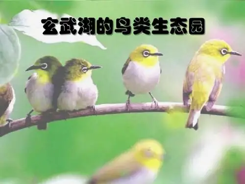 鸟类生态园(免费)
