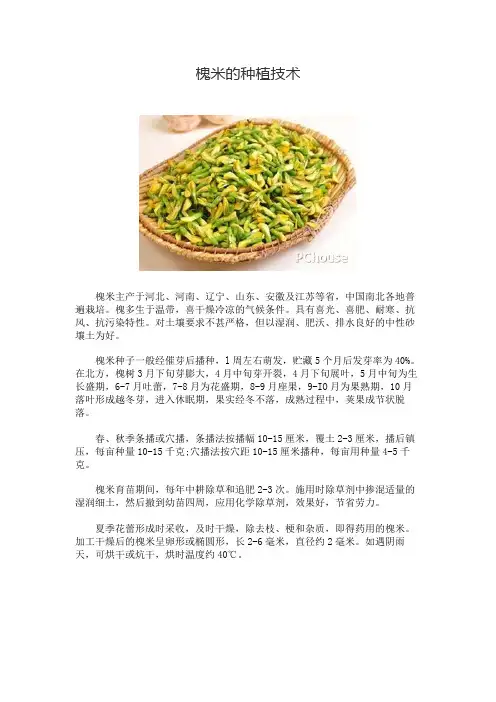 槐米的种植技术