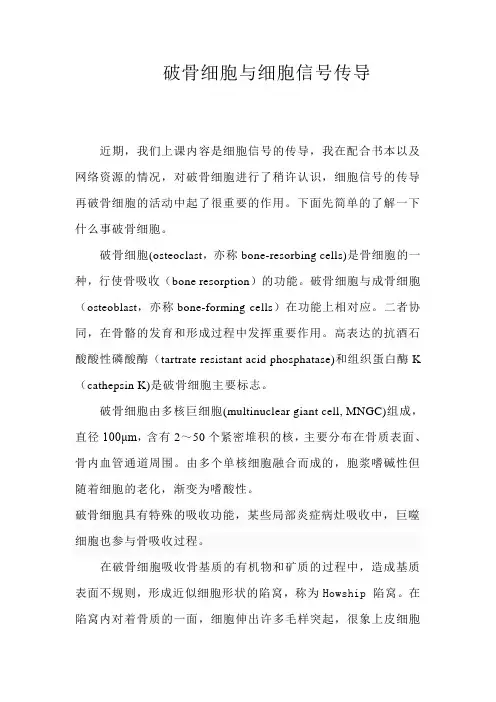 破骨细胞与细胞信号传导