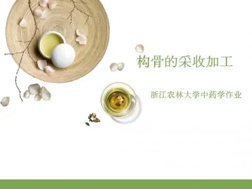 构骨的采收与加工 ppt课件