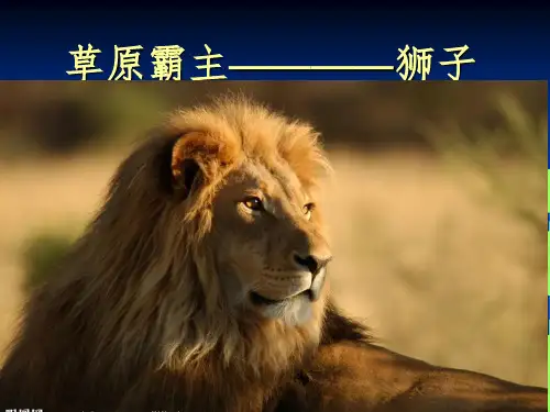 (推荐)草原霸主狮子