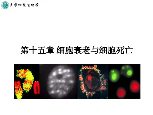 细胞衰老与细胞死亡