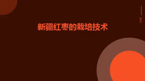 新疆红枣的栽培技术