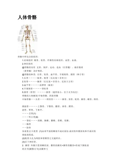 人体骨骼