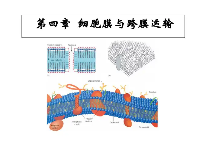 第4章 细胞膜与跨膜运输