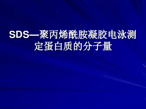 生物化学实验-SDS—聚丙烯酰胺凝胶电泳测定蛋白质的分子量