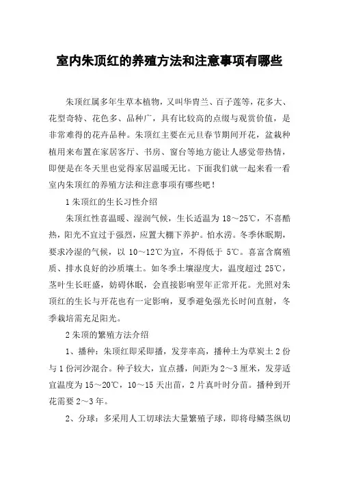 室内朱顶红的养殖方法和注意事项有哪些